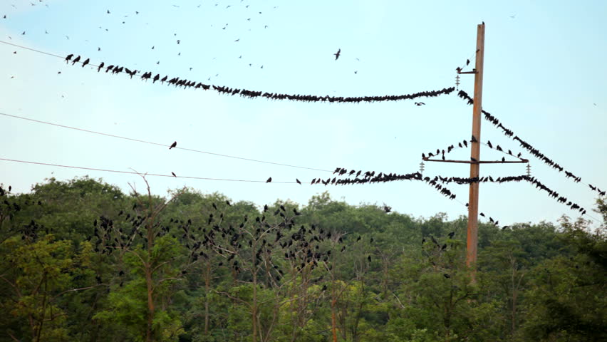 Many birds. A large flock of black birds sitting on a line of electrical transmission.