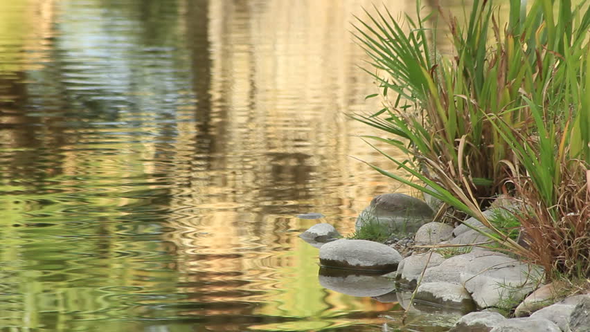 Water Rippling by Rocks and Grass