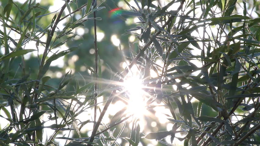 bright sun shines through tree foliage