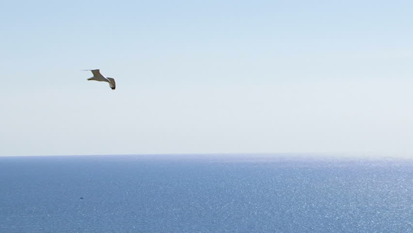 Floating seagull. Seagull soaring above the sea-shore. Two frame.