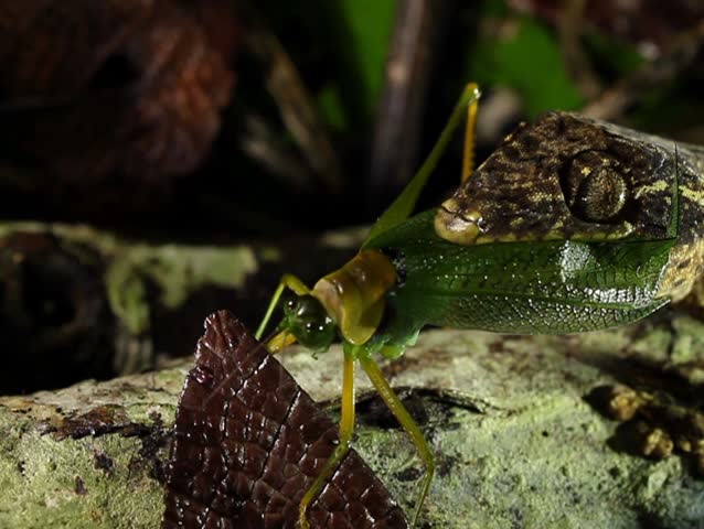 Turnip tailed gecko (Thecadactylus solimoensis), Eating a katydid. PAL ASPECT RATIO