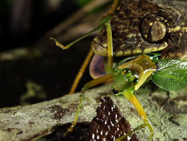 Turnip tailed gecko (Thecadactylus solimoensis), Eating a katydid. PAL ASPECT RATIO