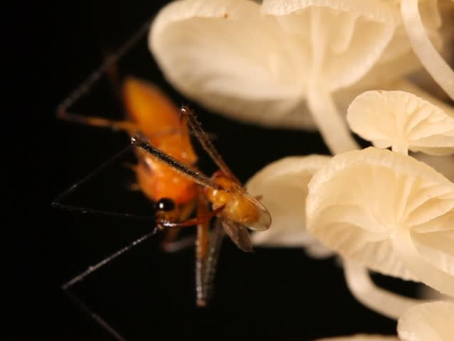 Assassin bug feeding on a fruit fly on a fungus covered trunk PAL ASPECT RATIO