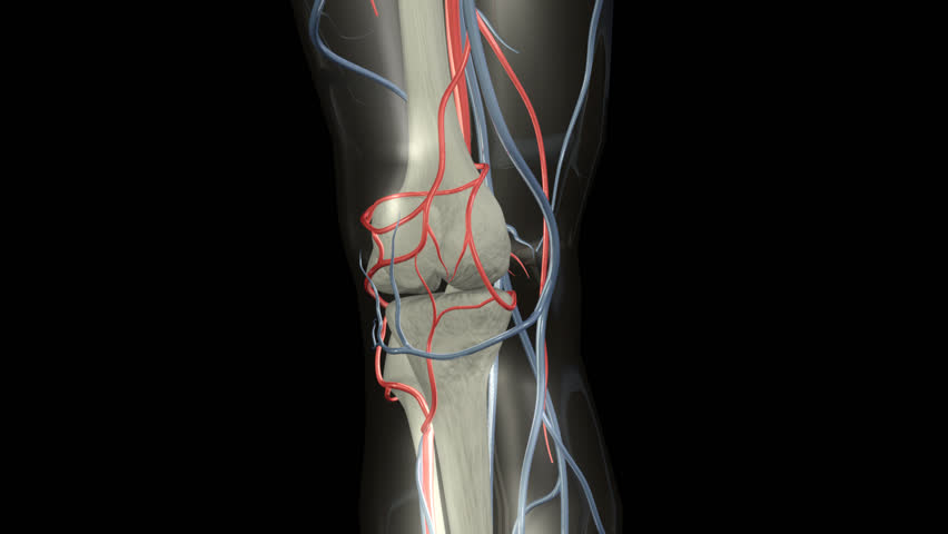 Knee Rotation HD