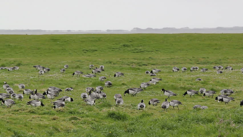 barnacle geese on a meadow
