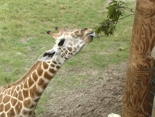 giraffe eating a twig