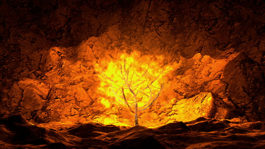 A Burning Bush