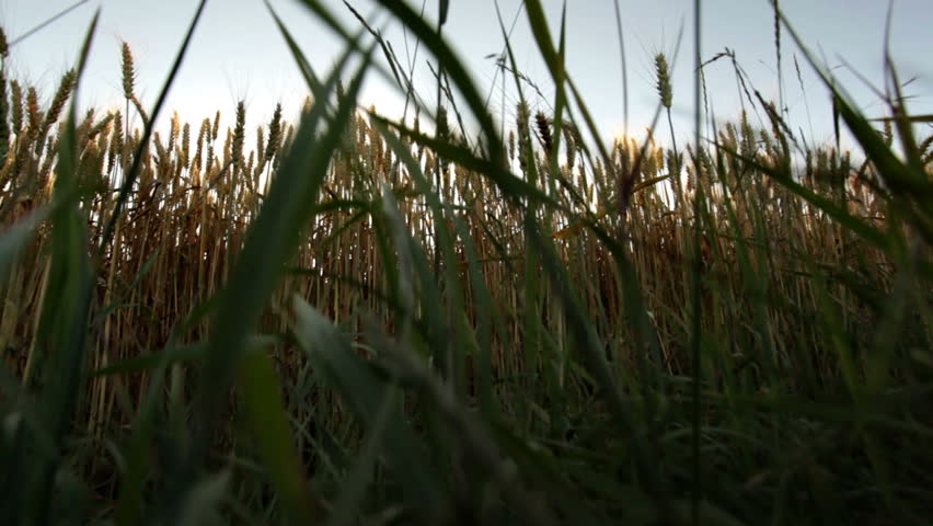 crane shot from bottom to top of huge ripe wheat field