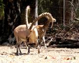 ibex deer wild animal  