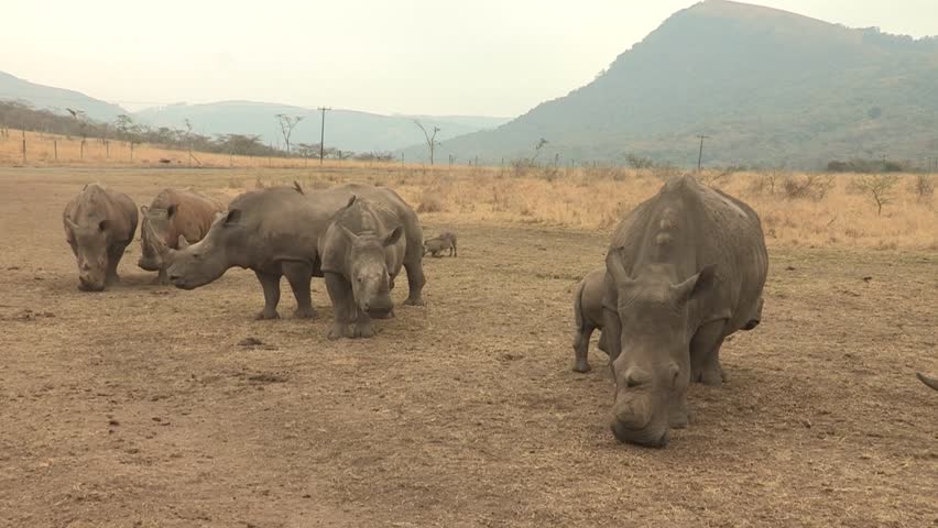 Protective mother rhino head-butts another rhino who gets too close to her calf.