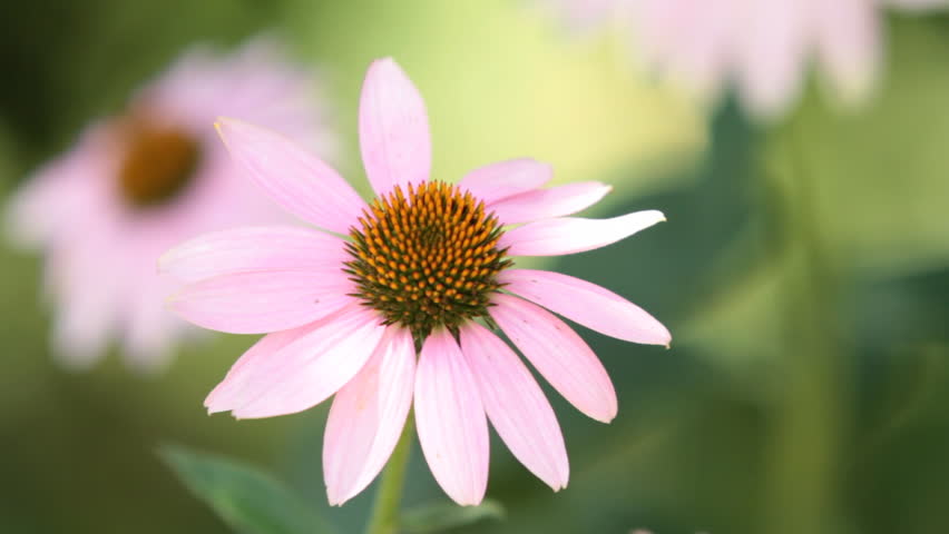 bumblebee landed on the flower. 
