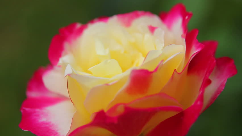 Rose close-up