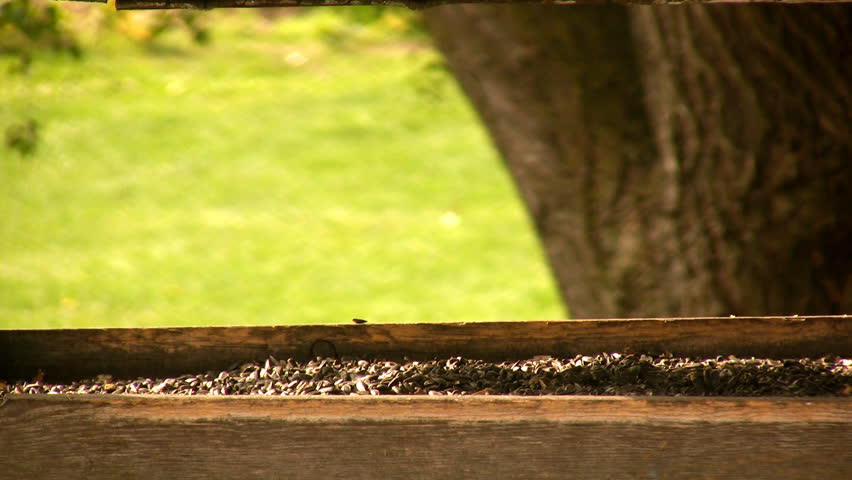 A Blue Jay visits a bird feeder.