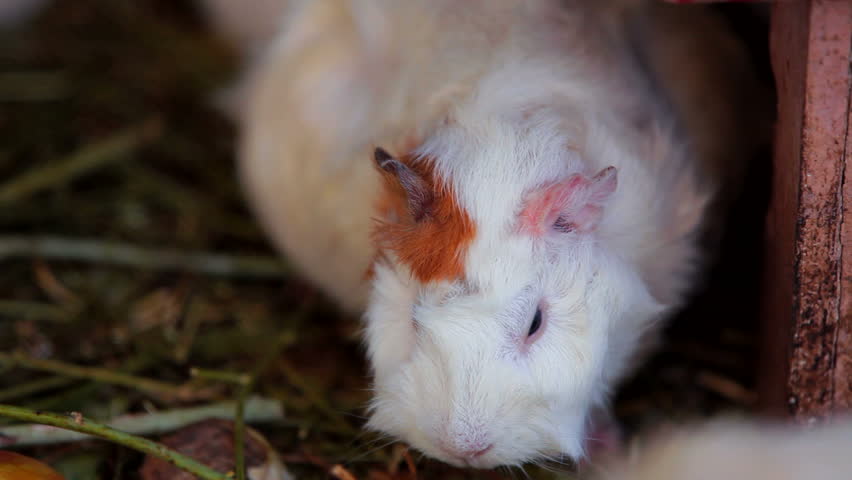 Guinea Pig. Cute white guinea pig that chews. Close-up.