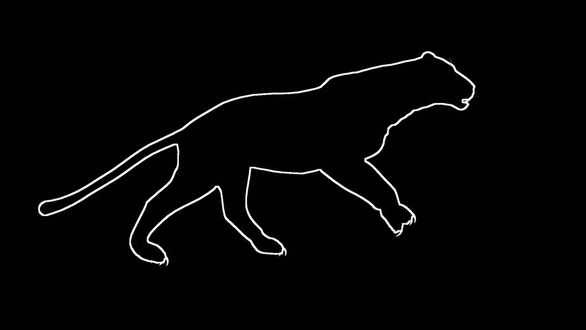 Looping Jaguar/panther/Leopard/puma Animation with silhouette outline
