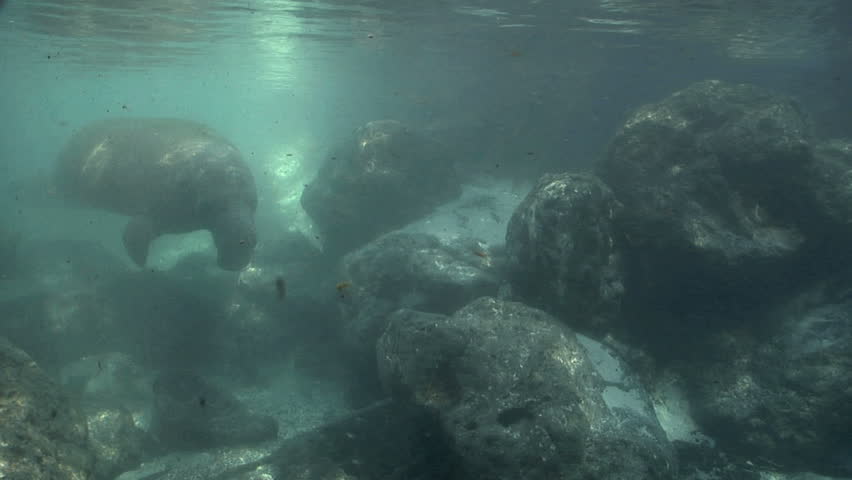 A West Indian Manatee swims by a rocky inlet.