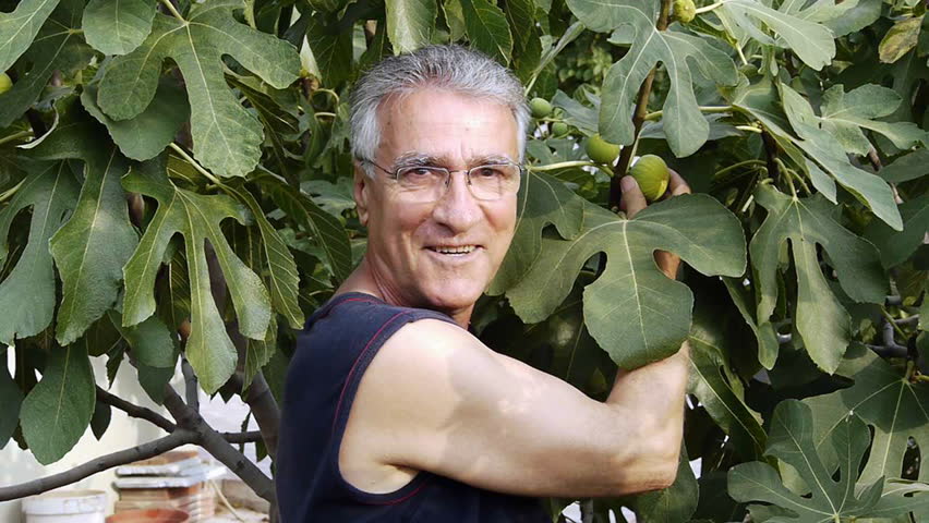 Farmer picking organic fruit from tree - Food - Agriculture - Botany  