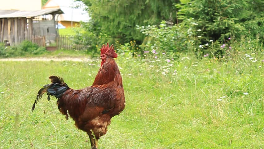 Cock
