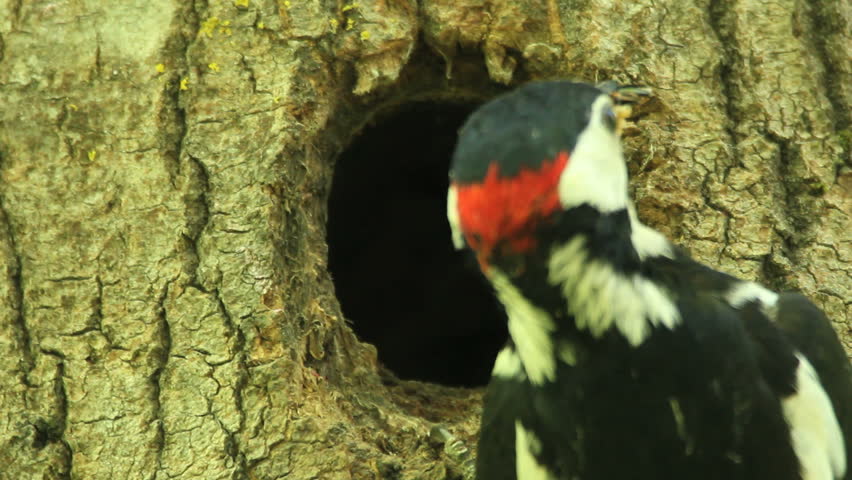 Woodpecker, baby birds