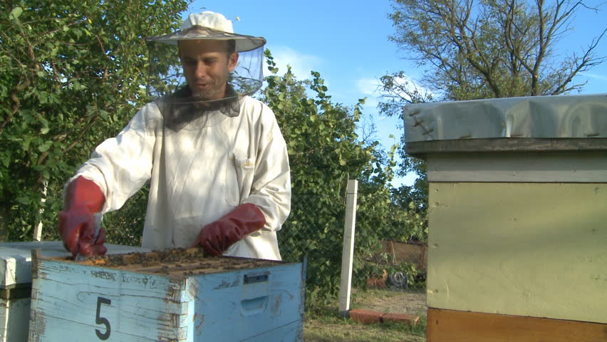 Beekeeper and bees in the hive