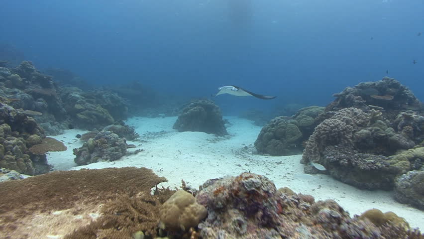 Graceful Manta Ray flies over viewer