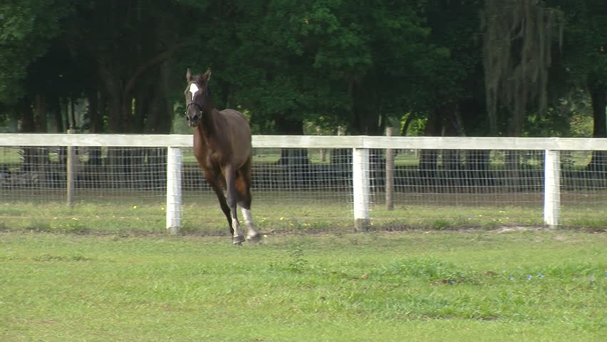 Trakehner sport horse Abailes GS galloping across an equestrian field at GoldenGael Farm. www.goldengael.com
