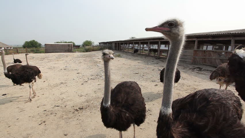 Ostriches on a farm 