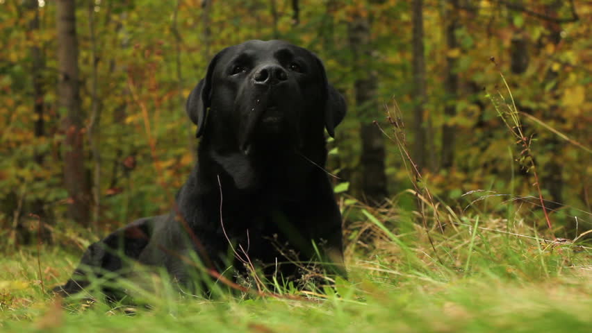 Dog (black Labrador retriever) relaxing in the autumn forest, lounging on the grass.