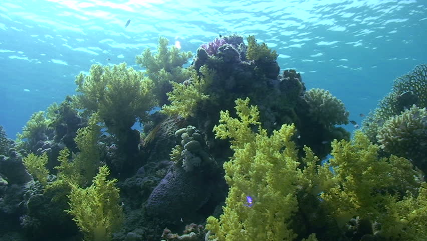 Soft Coral Garden with a calm ocean surface in the background. Ras Mohammed National Park, Red Sea, Egypt