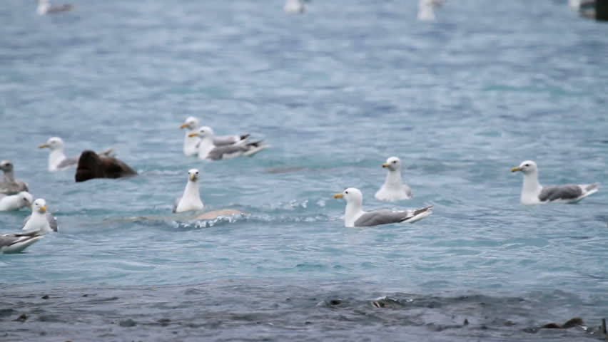 Sea lion swims underwater catches a salmon in the ocean. Seagulls waiting for scraps. Annual salmon spawn. Millions of salmon fish in schools. Sea lion shakes fish to kill it before eating it