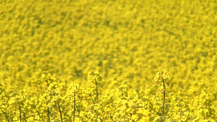 Blooming canola field at spring