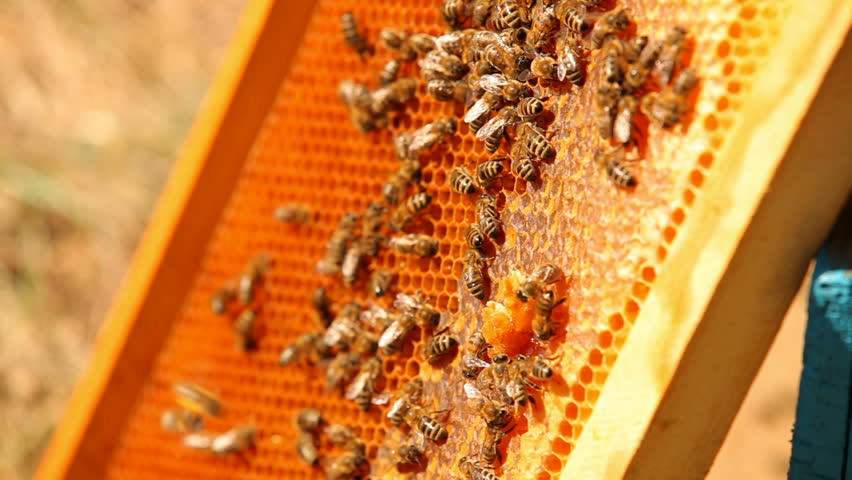 Bees in the apiary. The bees collect honey for the apiary.
