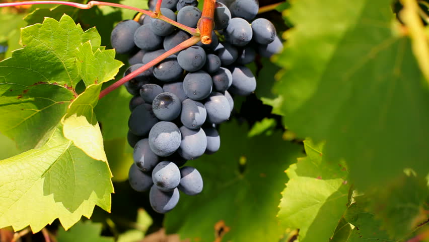 Professionally grown grapes. A bunch of black grapes growing on vine branch.