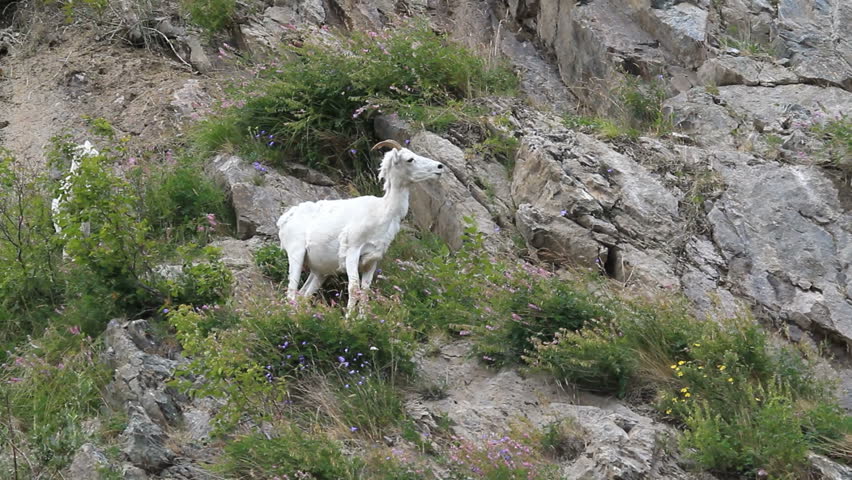 Dall sheep ewe walking down on steep rocky mountain cliff and ledges near Anchorage Alaska. Along mountain in Turnagain Arm. Pure white wild sheep.