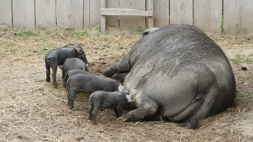 Young pigs eagerly eating on mother sow when she decides to sit up. Huge size compared to piglets. The piglets are fighting over her nipples for nourishment and food. Very large female pig sow. Farm.