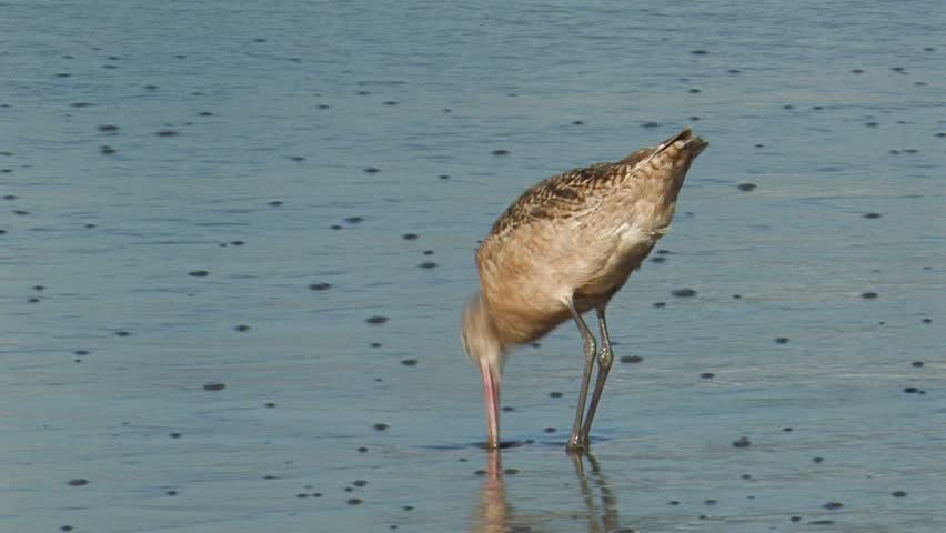 Marbled Godwit foraging on a beach for sand crabs