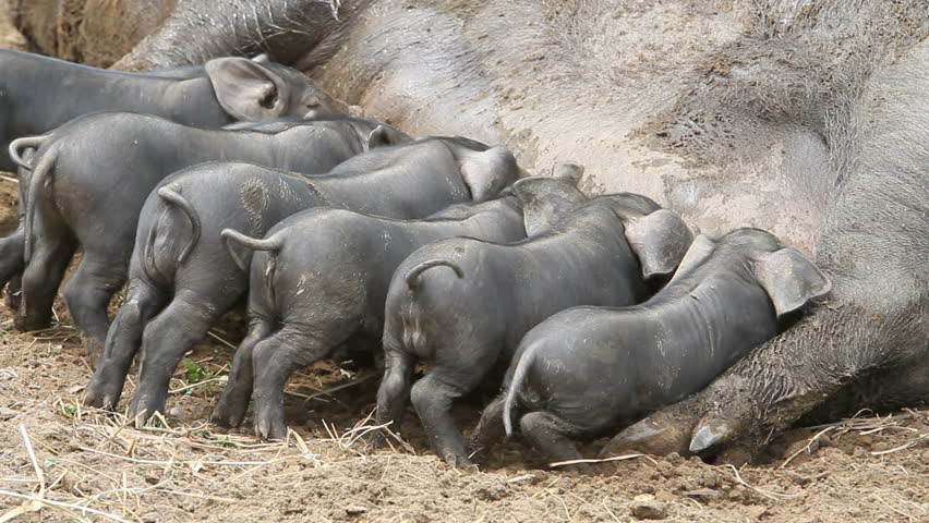 Young baby pigs eating on the mother sow as she lays on ground, fast motion timelapse. The piglets fighting over her nipples for nourishment and food. Not yet weaned. Very large female pig sow. Farm.