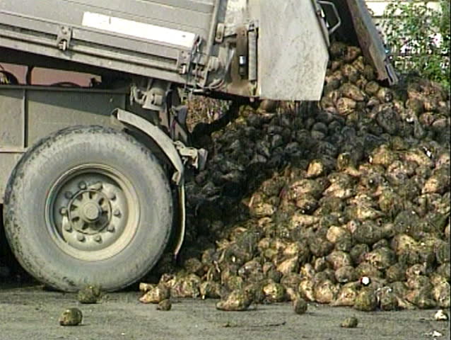 A truck unloads sugar beets.