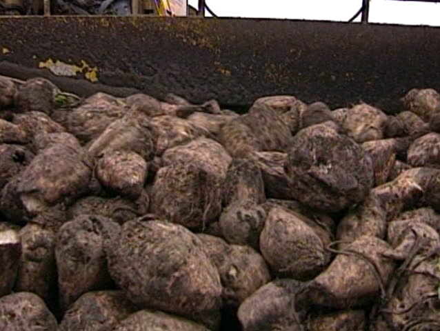 Self-propelled machine for cleaning and loading of sugar beets.