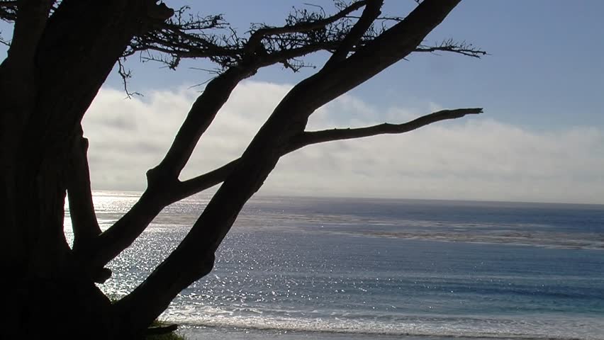 Beautiful Footage of the cypress trees of Carmel California