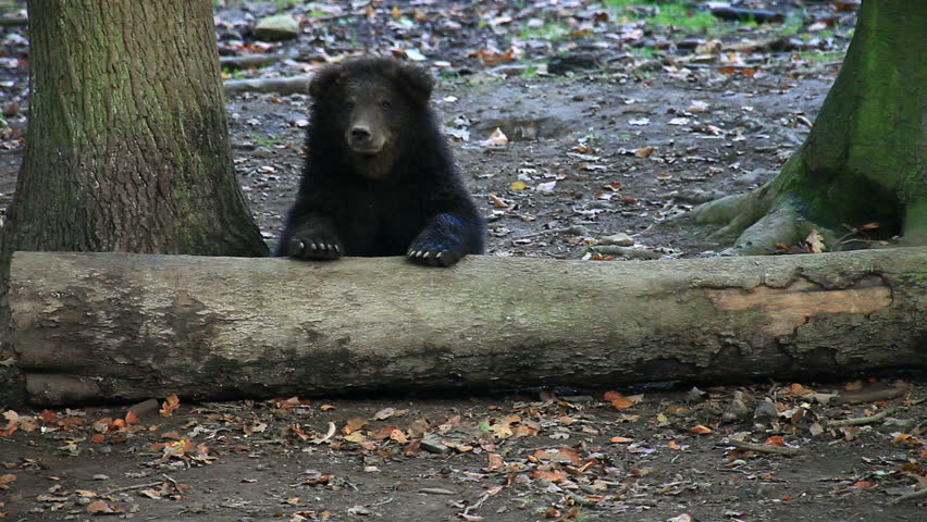 brown bear on a log in a forest