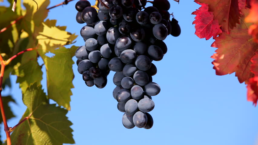 Ripe bunch. Black grapes weighs on a branch against the blue sky.