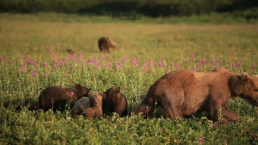 bear family