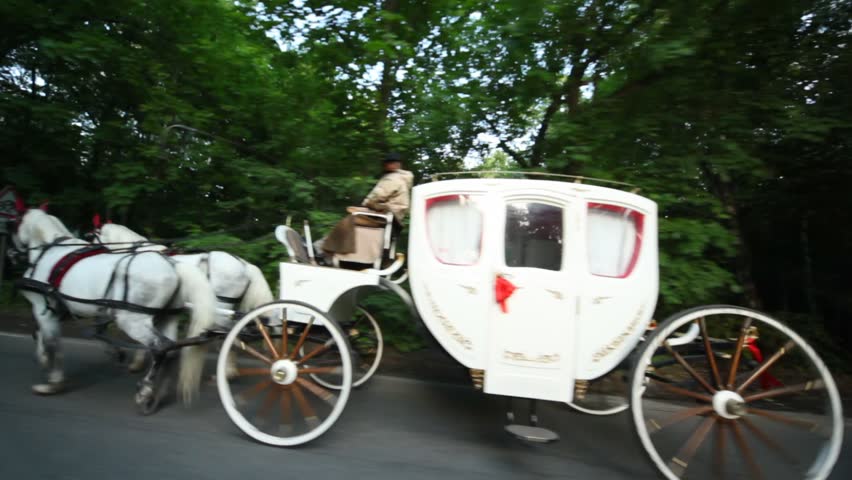 pair of white horses draws carriage with coachman on road