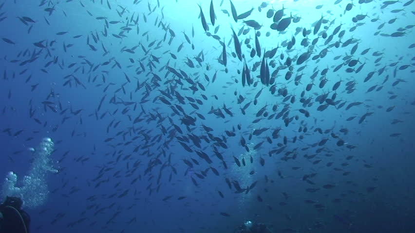 Red sea fusilier (caesio suevica) large school. Red Sea, Egypt.