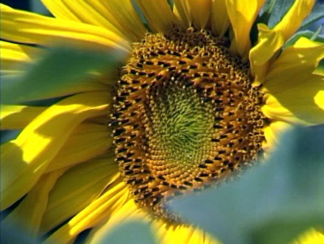 Beautiful yellow Sunflower petals and stamens closeup.
