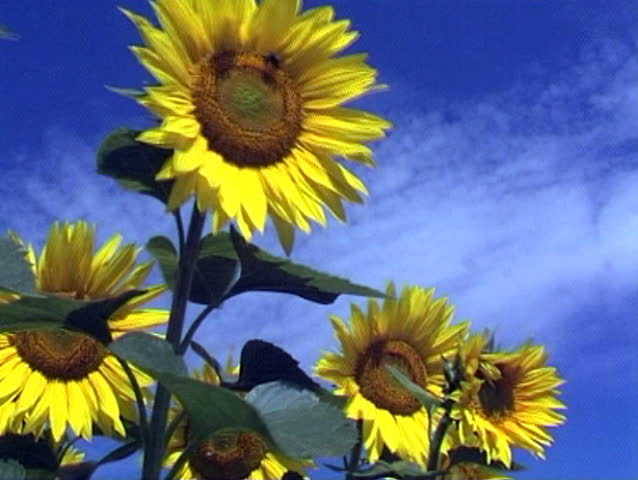 Tall sunflower plants waving in the wind against blue sky.