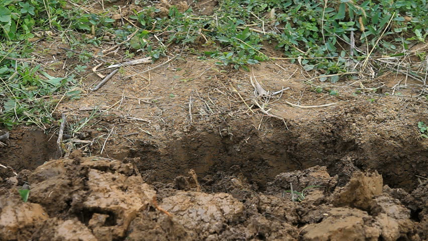 Standing by gardening spade in plastic green boots