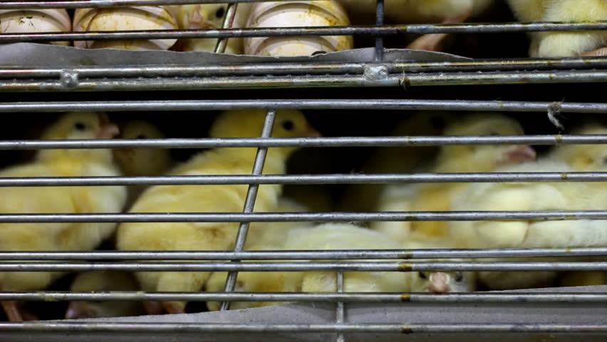 Chicks in the incubator