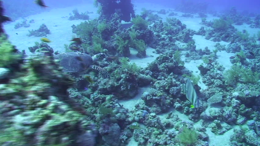 Hawksbill turtle (eretmochelys imbricata), swimming coral block then past a scuba diver taking a photograph of it. Red Sea, Egypt.